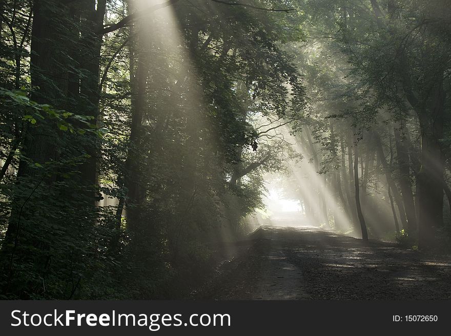 Road to the park and the rays are visible through the fog