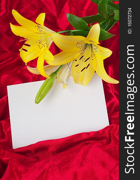 Three flowers of a lily and beautiful drapery. A background for a congratulatory card. Three flowers of a lily and beautiful drapery. A background for a congratulatory card.