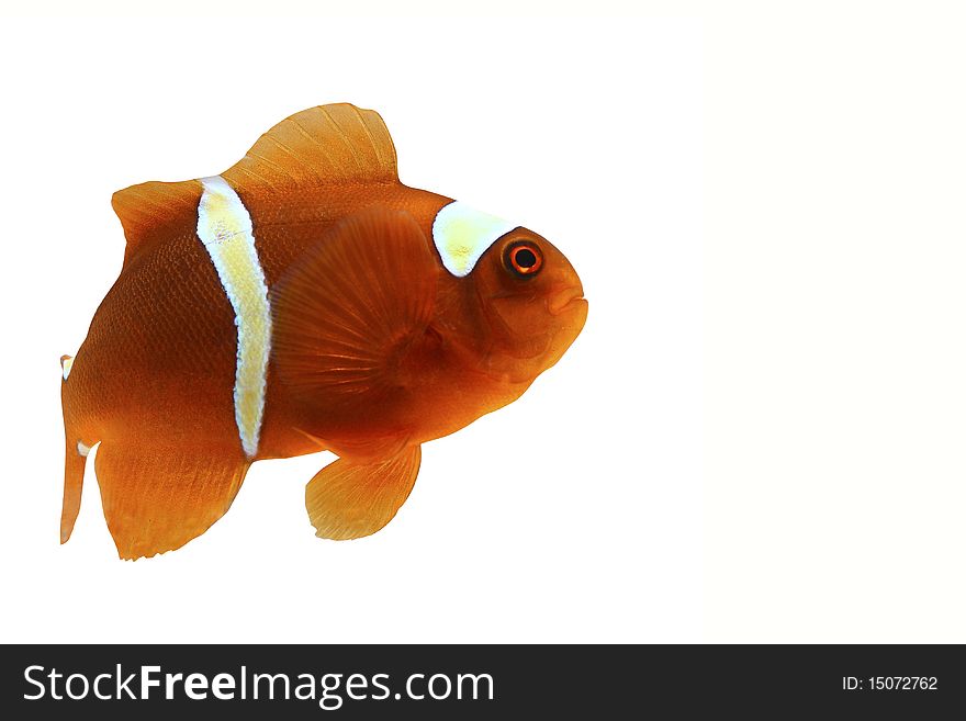 Amphiprion   in front of a white background