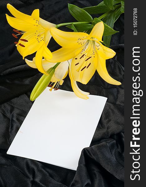 Three flowers of a lily and beautiful drapery. A background for a congratulatory card. Three flowers of a lily and beautiful drapery. A background for a congratulatory card.