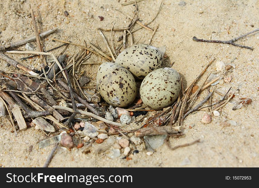 Bird's nest with eggs little terns on sand. Bird's nest with eggs little terns on sand