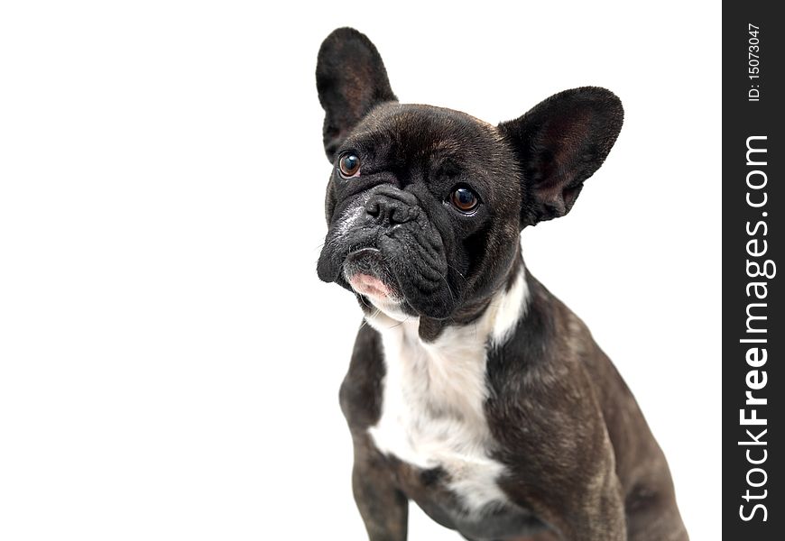 A French Bulldog isolated against a white background