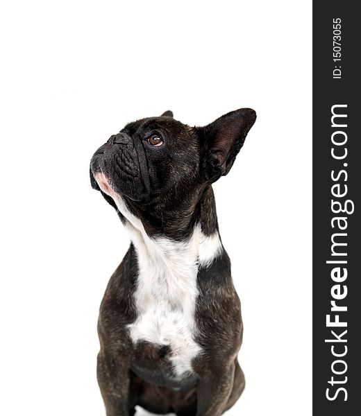 A French Bulldog isolated against a white background