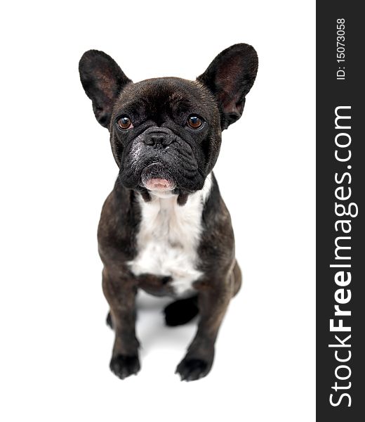 A French Bulldog isolated against a white background