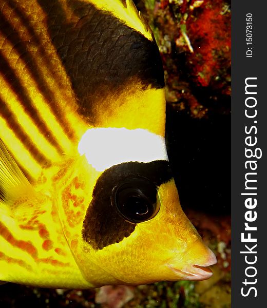 Raccoon Butterflyfish