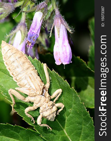 Dragonfly larvae, delayed on the plant leaf