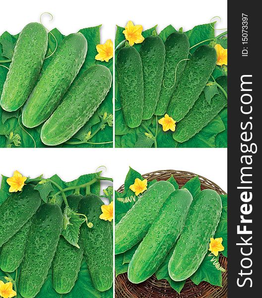 Set of different images with nice fresh green cucumbers, flowers and leaves. Set of different images with nice fresh green cucumbers, flowers and leaves