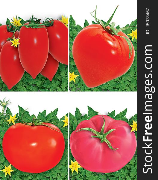 Set of different images with nice fresh red and pink tomatoes. Set of different images with nice fresh red and pink tomatoes