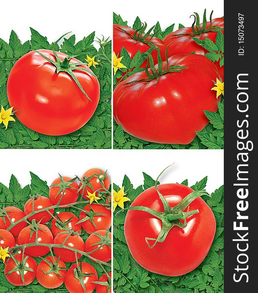 Set of tomatoes