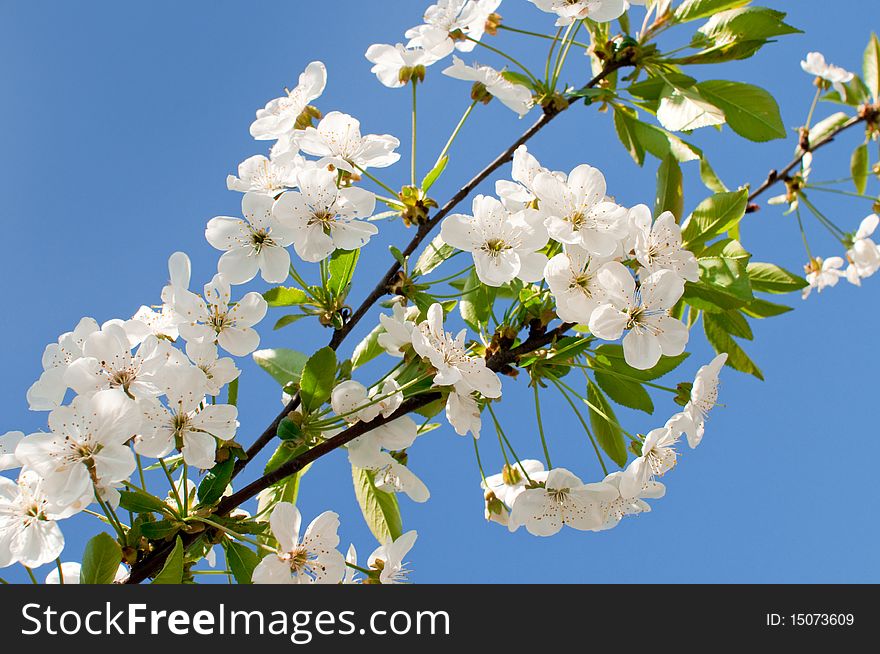 Branch of a blossoming cherry against the blue sky. Branch of a blossoming cherry against the blue sky.