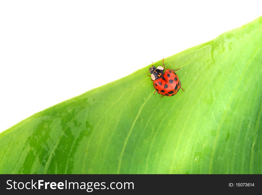 Close up of a beetle on a green leaf
