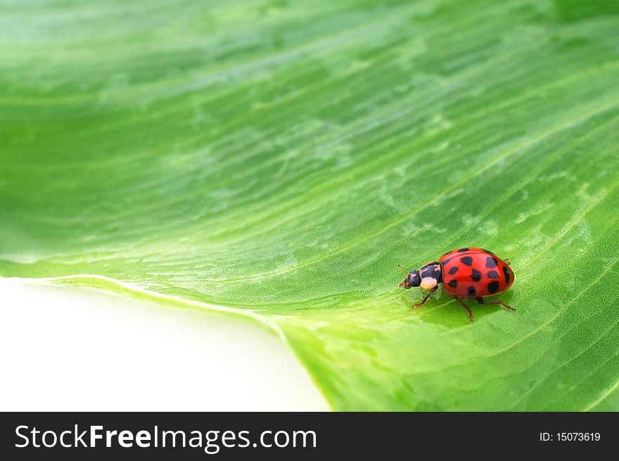 Beetle On A Green Leaf