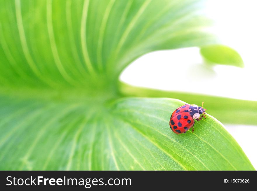 Close up of a beetle on a green leaf