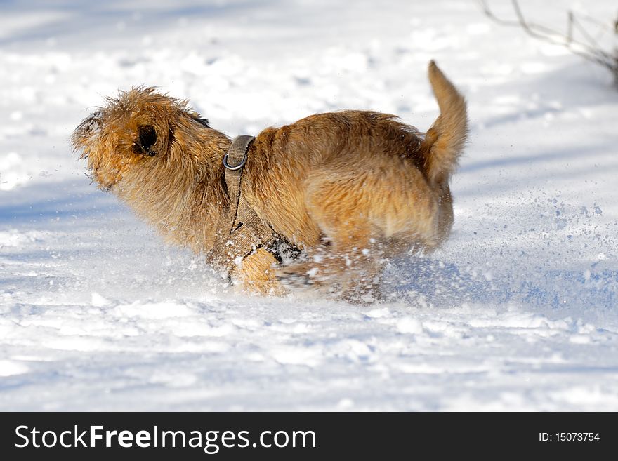 Dog is running very fast in the snow. The breed of the dog is a Cairn Terrier. Note motion blur. Dog is running very fast in the snow. The breed of the dog is a Cairn Terrier. Note motion blur.