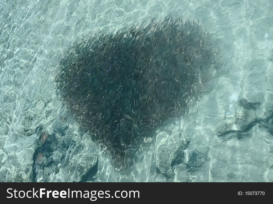 Shoal of fish like a heart figure througt the sea water
