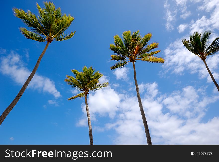 Palms and a blue and cloudy sky.