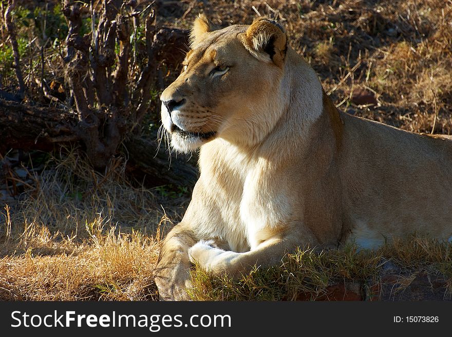 Lioness resting in the National Zoological Gardens, Pretoria, South Africa