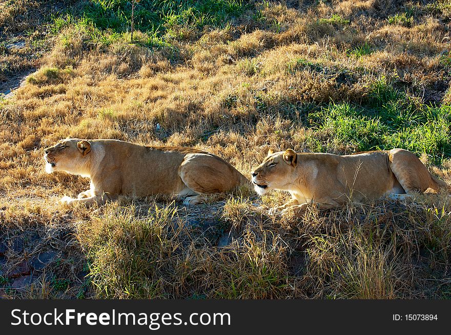 Roaring lionesses in the National Zoological Gardens, Pretoria, South Africa