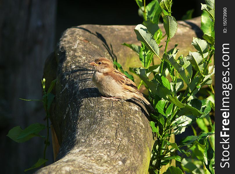 Lonely sparrow sitting on handrailing