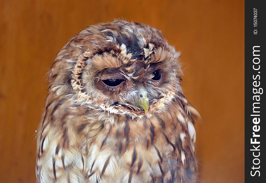 Tawny owl portrait (Strix Aluco). Tawny owl portrait (Strix Aluco)