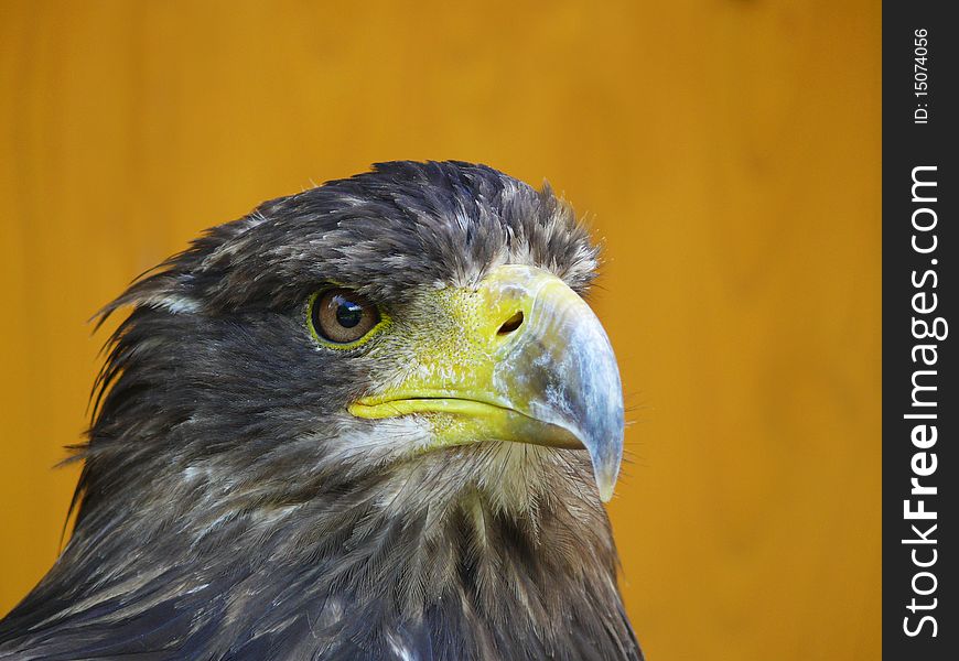 Portrait of eagle from Zoo jihlava in Czech republic (Haliaeetus albicilla)