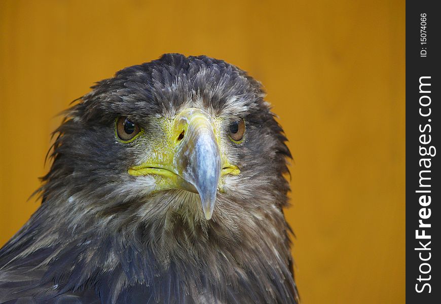 Portrait of eagle from Zoo jihlava in Czech republic (Haliaeetus albicilla)