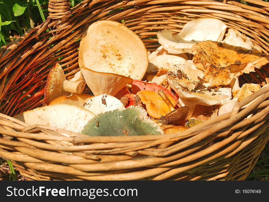 Various fresh summer mushroom in a basket over grass and leaves