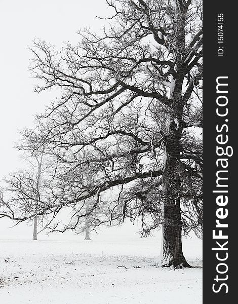 High contrast image of a mature tree in a snow storm. High contrast image of a mature tree in a snow storm.