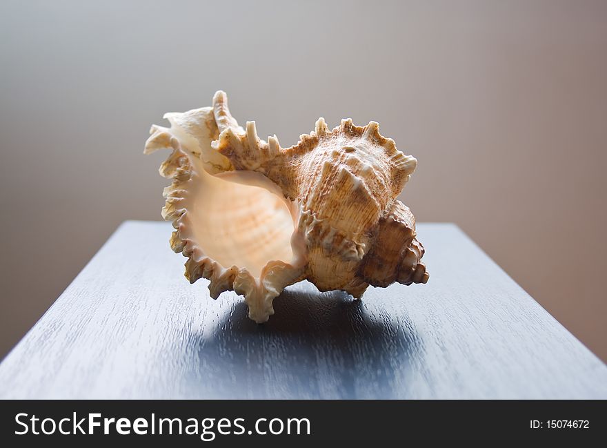 Beautiful seashell resting on a blue surface on smooth gradient background