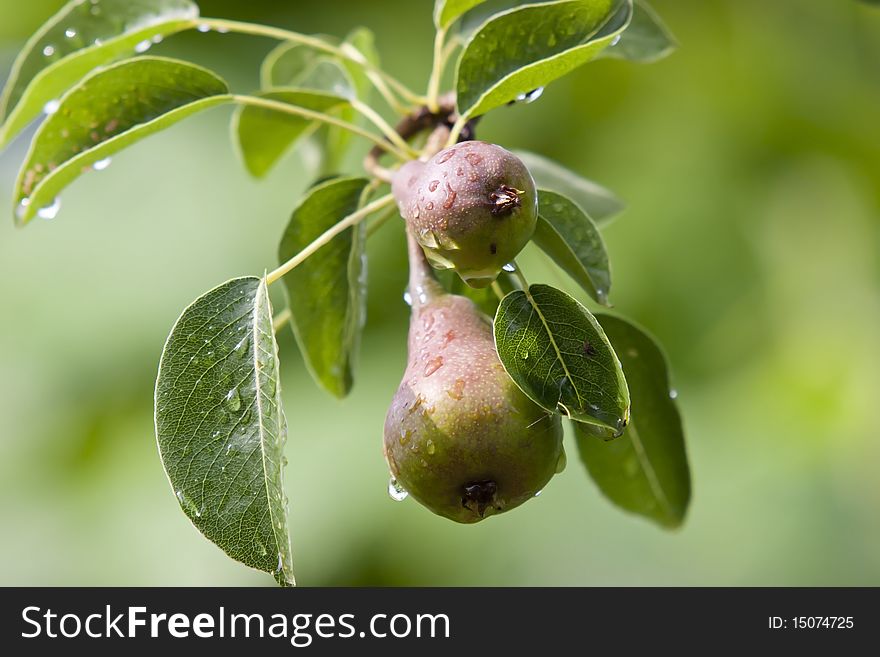 Two ripe pears on a branch on a green background