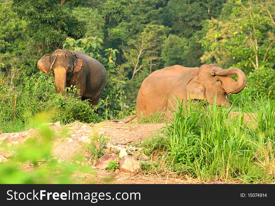 Asia Elephant In Thailand