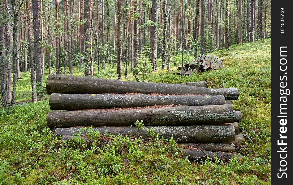 Logs in the woods