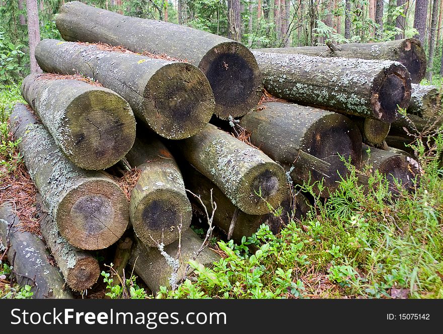 Logs in the woods