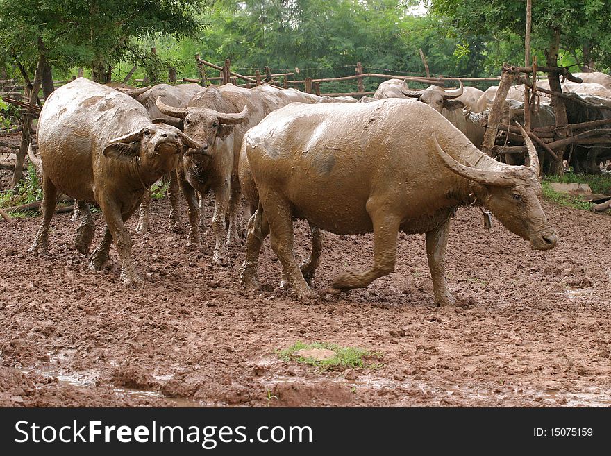 Thai buffalo