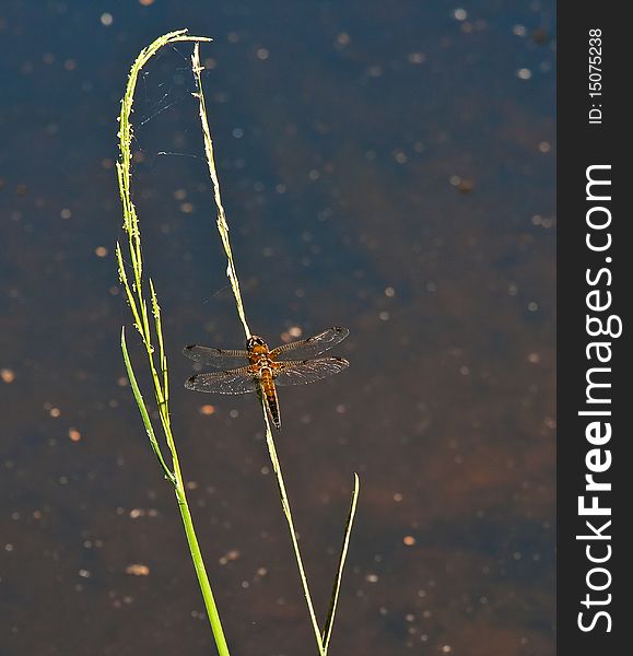 Dragonfly on a grass stalk in a pond