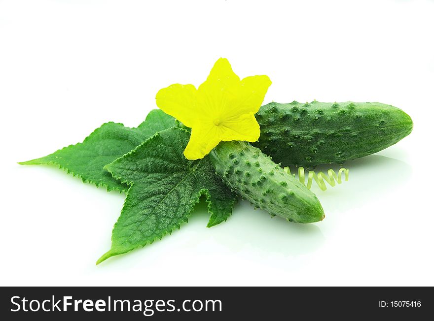 Two fresh cucumbers with flower on white background. Two fresh cucumbers with flower on white background