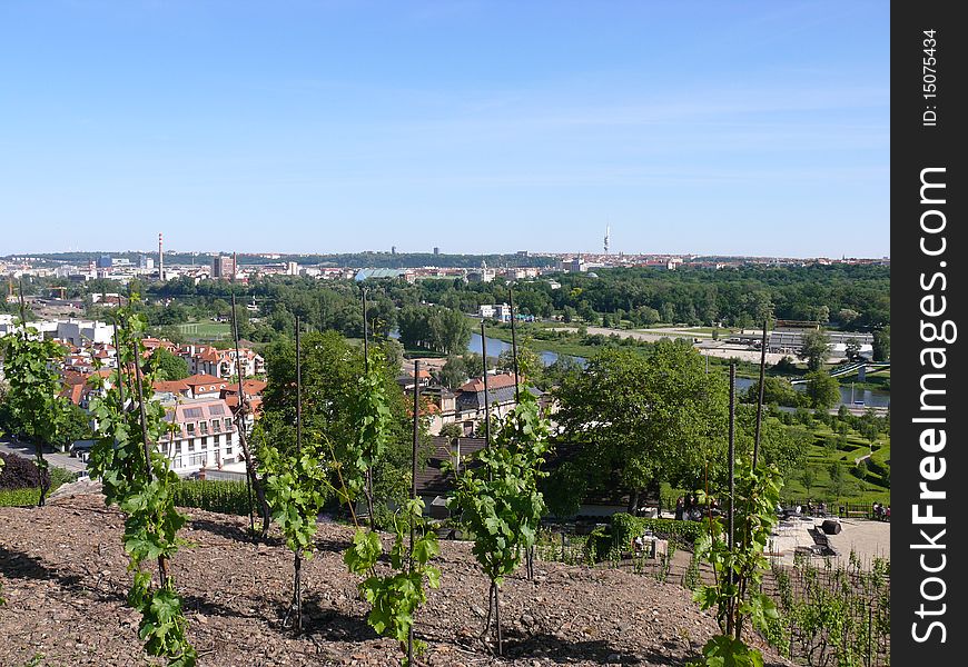 Vineyards in Troy, in the background View of Prague. Vineyards in Troy, in the background View of Prague