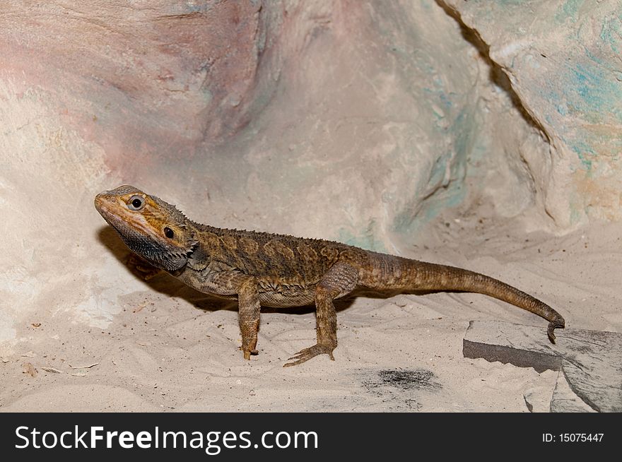 Bearded Dragon or Agama (Pogona vitticeps)