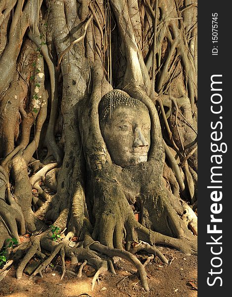 Head of Buddha at Ayutthaya.Thailand.