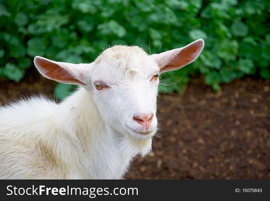 The young goat is looking at you