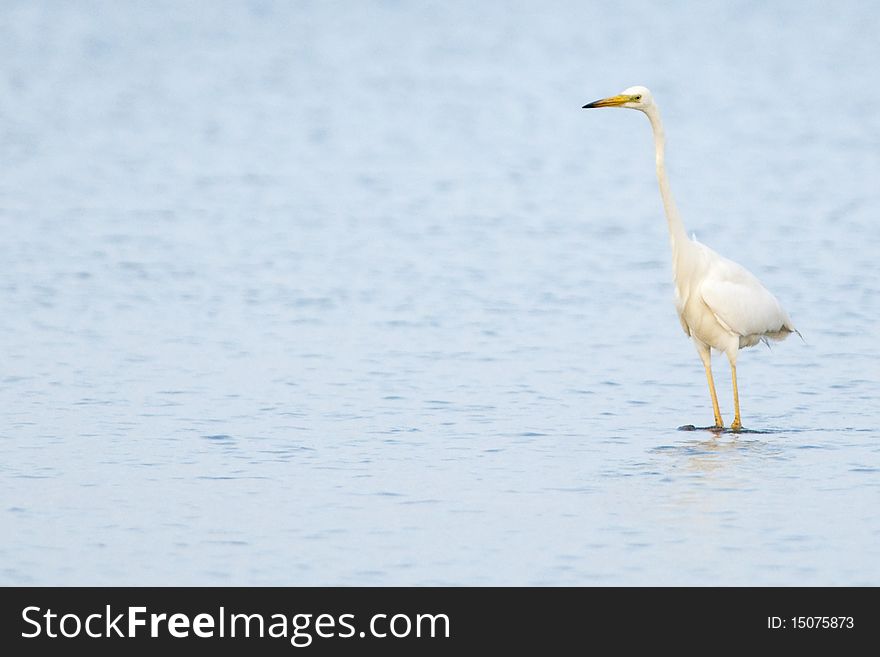 Great White Egret