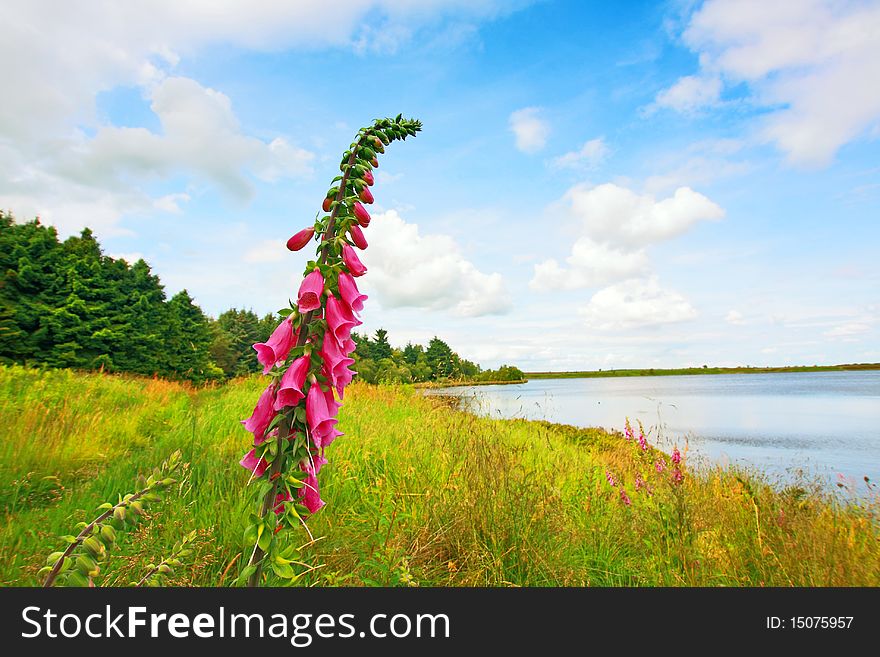 Summer Landscape With Flowers