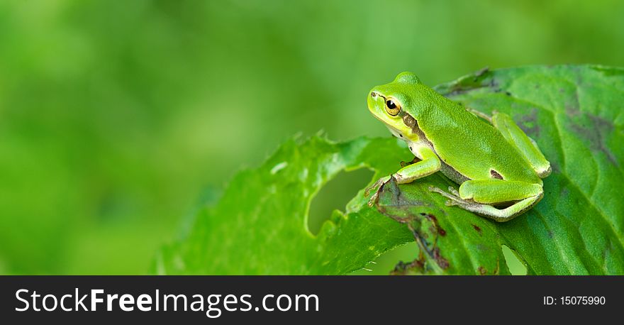 Side view of tree frog sitting on the leaf. Side view of tree frog sitting on the leaf