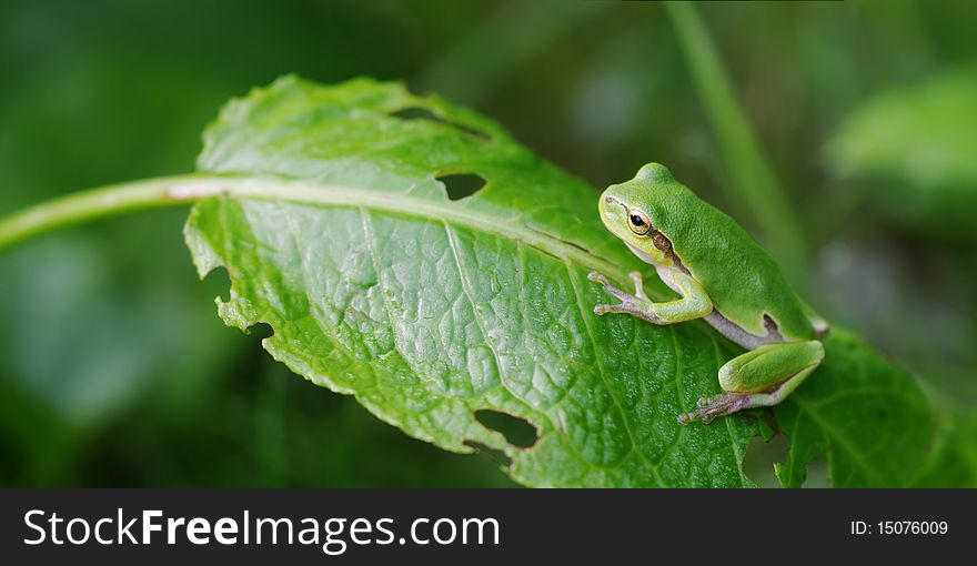 Side view of tree frog sitting on the leaf. Side view of tree frog sitting on the leaf