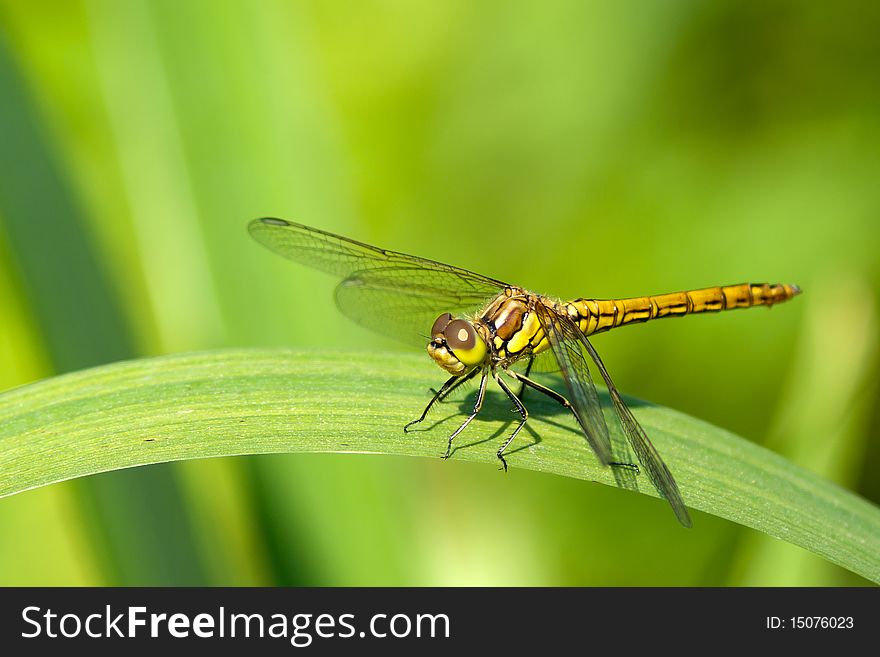 Dragonfly on the leaf