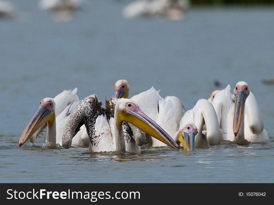 Great White Pelicans Flock fishing