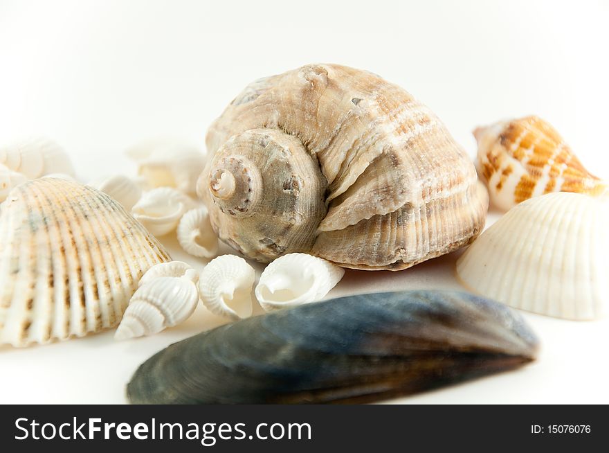 Various shells are depicted on a white background