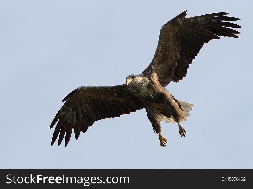 Flightshot of a white tailed eagle during boat trip in Germany