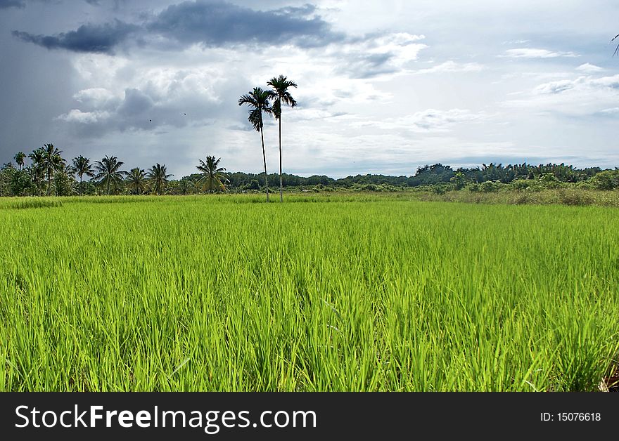 Padi Field.