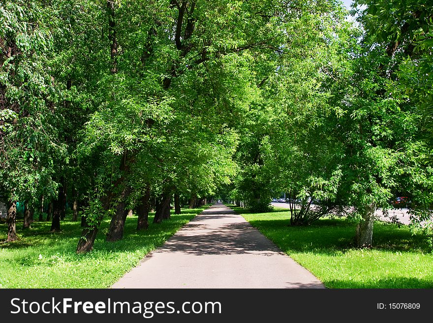 Asphalt sidewalk in the trees in the city